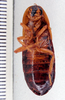 Colapteroblatta cylindrica (Hebard, 1919): Photo by Heidi Hopkins. ventral habitus. (Otu).