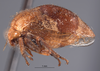 Habitus, lateral view: !! display not done !! on Xantholobus inflatus (Van Duzee, 1908): (Observation).