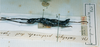 CollectionObject 1557258; f313bb1e-da0e-40f5-b203-53157098efc0: copyright MNHN, Paris. female (holotype). (CollectionObject).