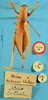 CollectionObject 1517321; a62e69a9-33bb-4cbd-9b31-68bbf7e13bcb: female, dorsal view (holotype). (CollectionObject).