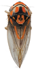 Habitus, dorsal view on Brazosa encrustada Pinedo-Escatel & Dietrich, 2020: (Observation).