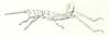Ichthyotettix mexicanus (Saussure, 1859): Pl. II, 13. male habitus. (Otu).