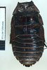 Aeluropoda insignis Butler, 1882: Copyright Natural History Museum, London. LT. Adult male, dorsal view. (Otu).