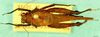 CollectionObject 1505134; 817133e8-1acb-41a9-a97a-641a113262ed: female, dorsal view. (CollectionObject).