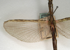 CollectionObject 1562000; NMW 1082, f13641c7-0308-4853-932f-2f4f96e217db: copyright NMW, Vienna. male, wings (syntype). (CollectionObject).