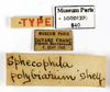CollectionObject 1587916; MNHN(SF IMPORT DUPLICATE) MNHN-EP-EP840, fd57209d-7a02-407c-8ac8-eb3110791086: CC BY-NC-ND 4.0/MNHN - Depraetere Marion - 2014. Syntype, sex unknown, of polybiarum Shelford, 1907. Specimen number: MNHN-EP-EP840. http://coldb.mnhn.fr/catalognumber/mnhn/ep/ep840. (CollectionObject).