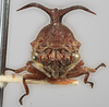 Head on Elaphiceps javanensis Funkhouser, 1937: (Observation).