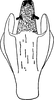 Aedeagus, ventral view: !! display not done !! on Evacanthus (Evacanthus) interruptus (Linnaeus, 1758): Aedeagus, ventral view. (Observation).