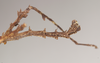 CollectionObject 1561336; NHMUK(SF IMPORT DUPLICATE) 844716, 8f2f0cbb-2369-4b48-8f04-7471200ee3f3: copyright Natural History Museum, London. male: end of abdomen, lateral view (holotype). (CollectionObject).