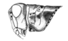 Dichromatos schrottkyi (Rehn, 1918): Fig. 6AB. female head and pronotum, lateral view. (Otu).