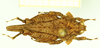 CollectionObject 1597056; 651fc6f2-86b2-4e2f-aa29-7ec3cf0f93bb: male (no type), dorsal view. (CollectionObject).