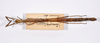CollectionObject 1563553; d559af2a-ad80-4c43-b24c-7bb8cd2c11b1: copyright ZMHB, Berlin. female, dorsal view (syntype). (CollectionObject).