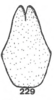 Subgenital plate, ventral view on Anisostylus gillettei (Goding, 1892): (Observation).