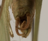 CollectionObject 1529817; 3b9f3ac2-a9d8-4580-88d1-06e8c83d2d0f: male cerci (holotype of Tylopsis longipennis). (CollectionObject).