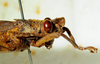 CollectionObject 1498823; 4a602b88-4efd-4ea4-b8d1-3ecc68a55799: 2012. male, head and pronotum, lateral view. (CollectionObject).