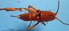 CollectionObject 1575884; ce38100d-0630-4fae-b0d7-b7cdccc5bd7c: male, dorsal view. (CollectionObject).