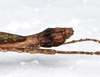 CollectionObject 1576228; 0ebdc1ac-2e83-4089-8e31-7975c0165691: copyright FRCS, Sabah. male: end of abdomen, dorsal/lateral view (paratype). (CollectionObject).