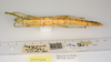 CollectionObject 1578775; a4870e64-5fe8-4a7f-bf65-4a907223154a: copyright ZMUH, Hamburg. female, ventral view (paratype). (CollectionObject).