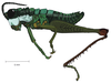 Talamancacris palustris Rowell, 1995: male, lateral view. (Otu).