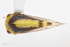 Habitus, dorsal view: !! display not done !! on Atymna querci (Fitch, 1851): (Observation).