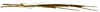 CollectionObject 1567607; c186bc43-a406-4dd2-bd95-e7cf8fc38a5b: copyright Brussels. male, lateral view (paratype). (CollectionObject).;CollectionObject 1567608; 9f20d4e0-ad33-40ba-bea8-18b1a1f859c3: copyright Brussels. male, lateral view (paratype). (CollectionObject).