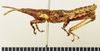 CollectionObject 1518527; 39677b32-4387-4b42-bcfa-0344ea2faa9f: male, lateral view (holotype). (CollectionObject).