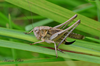 Platycleis falx falx (Fabricius, 1775): female (Madeira, 5 August 2019). (Otu).