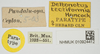 CollectionObject 1582274; bc340c65-db73-4c0d-8141-f0f4642e4b27, NHMUK10924412: labels (paratype of Deltonotus tectiformis). (CollectionObject).