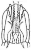 Pygofer, ventral view on Coccineasca coccinea (Fitch, 1851): Genital capsule, ventral view. (Observation).