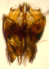 Subgenital plate, ventral view on Bhatia Distant, 1908 nsp 841688: (Observation).