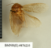 Hemelytroblatta (Mollidentoblatta) persica (Chopard, 1921): Copyright Natural History Museum, London. Holotype (adult male) in BM(NH). Dorsal view. (Otu).