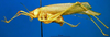 CollectionObject 1500507; 54a40318-8a68-4c47-8cee-62ba056e00c2, DORSA BTbueebuHTM: male, lateral view (holotype of Stenacropteryx eburneigutta). (CollectionObject).