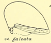 Habitus, lateral view: !! display not done !! on Archasia auriculata (Fitch, 1851): (Observation).