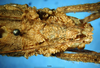 CollectionObject 1501782; fb18f3f5-52b7-4322-8009-cb6d5cf3e814: female head and pronotum, dorsal view (possibly syntype). (CollectionObject).