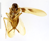 CollectionObject 1553160; MNHN(SF IMPORT DUPLICATE) MNHN-EP-EP1465, db5a1321-5e14-4e19-9afa-b6e82e1d2d38: CC BY-NC-ND 4.0/MNHN - Depraetere Marion - 2014. Holotype, male, of Supella orientalis Grandcolas, 1994. Specimen number: MNHN-EP-EP1465. http://coldb.mnhn.fr/catalognumber/mnhn/ep/ep1465. (CollectionObject).