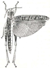 Rhytidacris tectifera (Karsch, 1896): Fig. 24. female (body length 53 mm, tegmina 46 mm). (Otu).