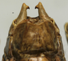 CollectionObject 1534967; 8dd7d2dd-75e0-4986-8840-160707c6e99a: male cerci (lectotype). (CollectionObject).