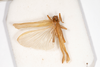 CollectionObject 1532900; 79ee8bd7-2f4d-44c2-9a3b-9c28308aadb7: male, dorsal view (holotype). (CollectionObject).