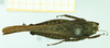 CollectionObject 1585754; NMW 201, 9e49f8d5-faf0-473c-bf5b-f11328698b4d: female, dorsal view (syntype). (CollectionObject).