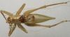 CollectionObject 1535204; b8d9cf98-030a-4367-94fd-2f8cddf12a30: male, dorsal view (lectotype). (CollectionObject).