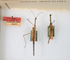 CollectionObject 1558033; 9f615f3f-3e9a-4617-86ea-ab25cb48bb0c: copyright ANSP. males, dorsal view (paratypes). (CollectionObject).