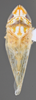 Habitus, dorsal view: !! display not done !! on Scaphytopius n. sp. PE31: Scaphytopius Ball, 1931: (Observation).