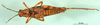 CollectionObject 1501625; 769338a9-324a-4164-b4a5-509c05acb34c, DORSA BA000143S01: female, dorsal view (holotype). (CollectionObject).