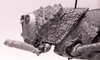 CollectionObject 1523893; e0a5d996-84a9-4d32-85fe-7c1f680d7770: Image C.S. Carbonell. female head and pronotum, lateral view (holotype). (CollectionObject).