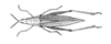 CollectionObject 1521575; 084a9751-cb0c-455b-a77d-b9d629f7ae56: Fig. 5 (after type). female, dorsal view. (CollectionObject).