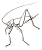 Anaxipha pulicaria (Burmeister, 1838): Fig. 1*. lateral view. (Otu).