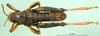 CollectionObject 1566729; e03580b2-3574-4e69-81f5-8f7fc523e98c: male, dorsal view (paratype). (CollectionObject).