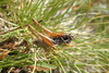 CollectionObject 1583625; 825352ca-66f3-4ee9-a024-52b771bf33f1: male (BG: Rila Mts.). (CollectionObject).