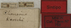 CollectionObject 1567106; dfbf65a1-dece-4b28-bbdb-77bd9f2c1b07: labels (lectotype). (CollectionObject).