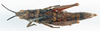CollectionObject 1567378; 416b6663-5487-4330-a21d-3ee9662d4cca: female, dorsal view (lectoallotype or paralectotype). (CollectionObject).